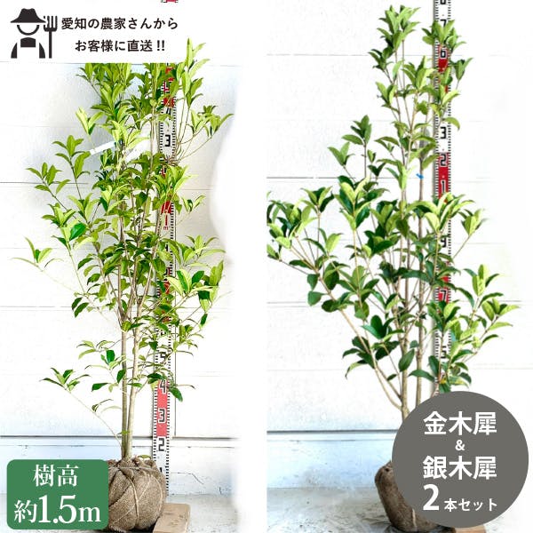 きんもくせい 生産者直送］キンモクセイとギンモクセイのセット 樹高約1.5m 2本
