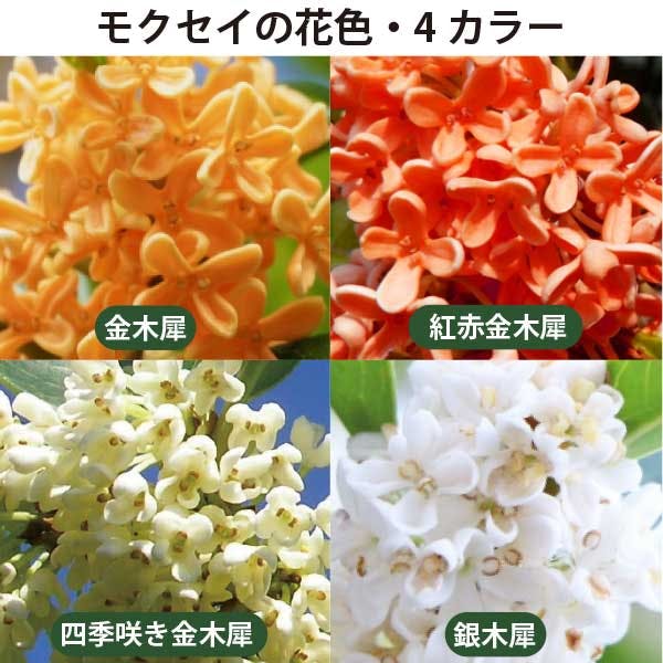 きんもくせい 生産者直送］キンモクセイとギンモクセイのセット 樹高約1.5m 2本