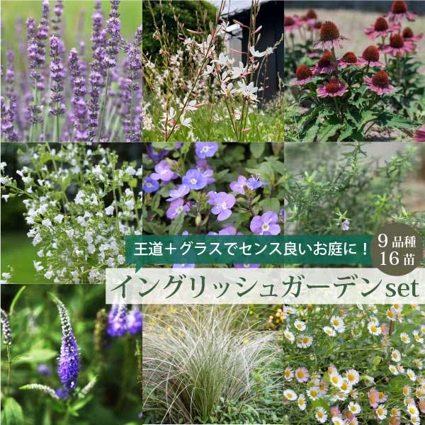 宿根草で作る［シック］イングリッシュガーデン 約1坪用　9-15cmポット 苗 9品種 16個セット 生産者直送　スタイリッシュ 多年草 初心者 ローメンテナンス［ソラニワ］