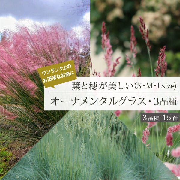 オーナメンタルグラス　3品種セット（大・中・小サイズ）15cmポット苗 3品種 5個セット 大苗　穂が出る品種　常緑 庭 宿根草 多年草 生産者直送［ソラニワ］