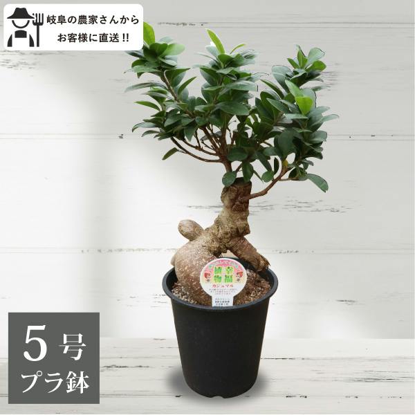 ガジュマル 植木」の人気商品一覧・価格比較 - 価格.com
