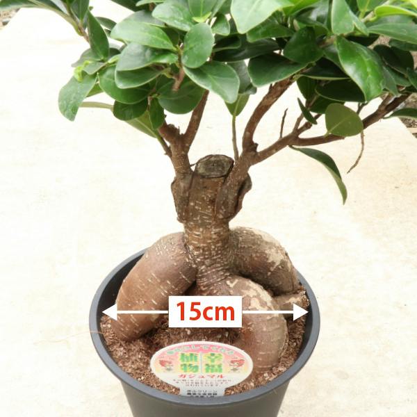 ガジュマル 5号 4個セット 観葉植物 幸福の木 多幸の木 金のなる木
