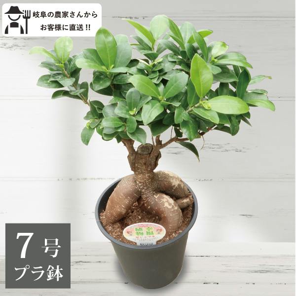 ガジュマル 7号4個セット 観葉植物 幸福の木 多幸の木 金のなる木