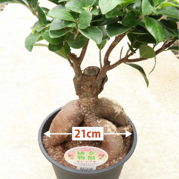 ガジュマル 7号4個セット 観葉植物 幸福の木 多幸の木 金のなる木