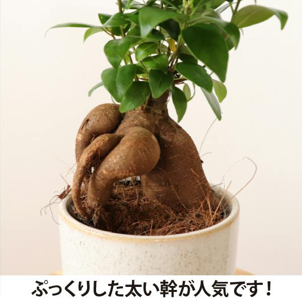 ガジュマル 7号4個セット 観葉植物 幸福の木 多幸の木 金のなる木