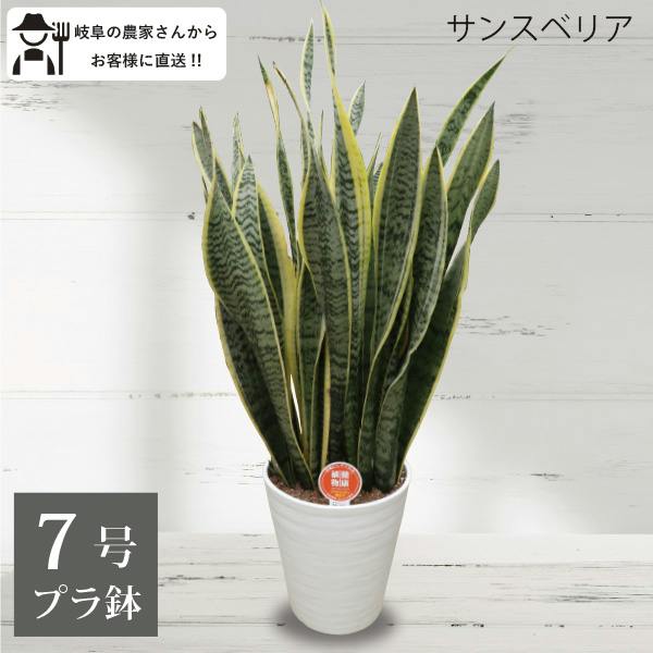 サンスベリア トラノオ 7号 4個セット 観葉植物 サンセベリア 空気清浄