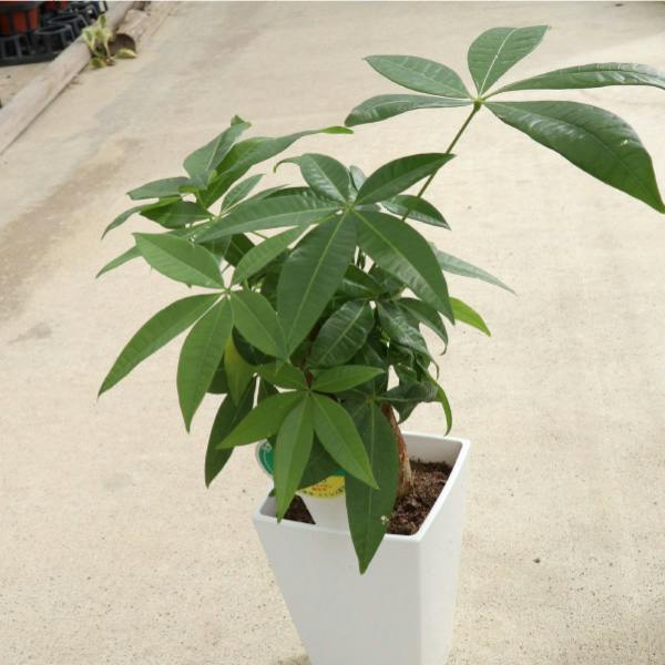 パキラ（3本立ち）4号鉢 5個セット観葉植物 王道 人気 定番 室内