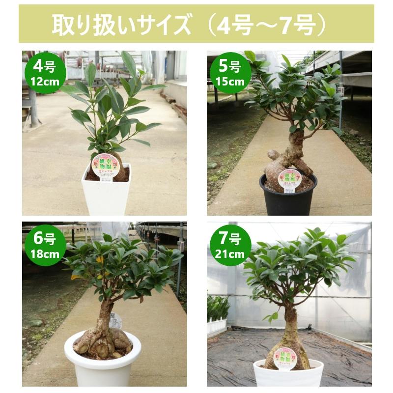ガジュマル 6号3個セット 観葉植物 幸福の木 多幸の木 金のなる木