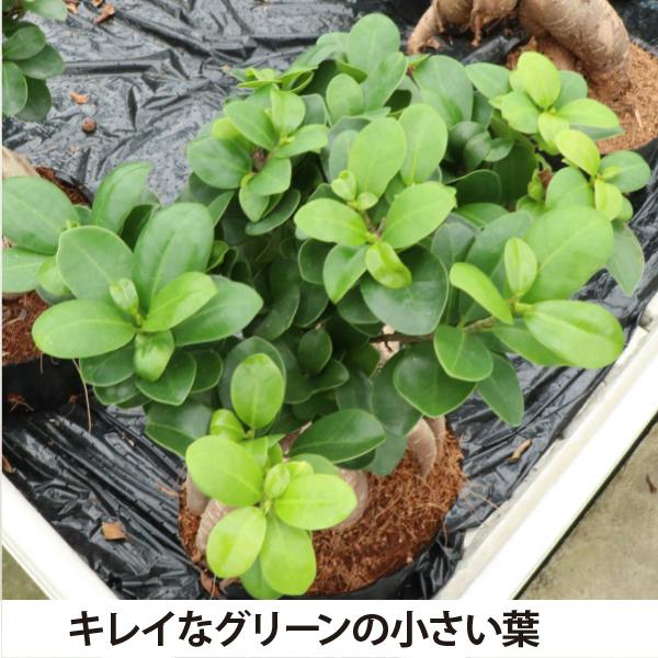 ガジュマル 6号3個セット 観葉植物 幸福の木 多幸の木 金のなる木