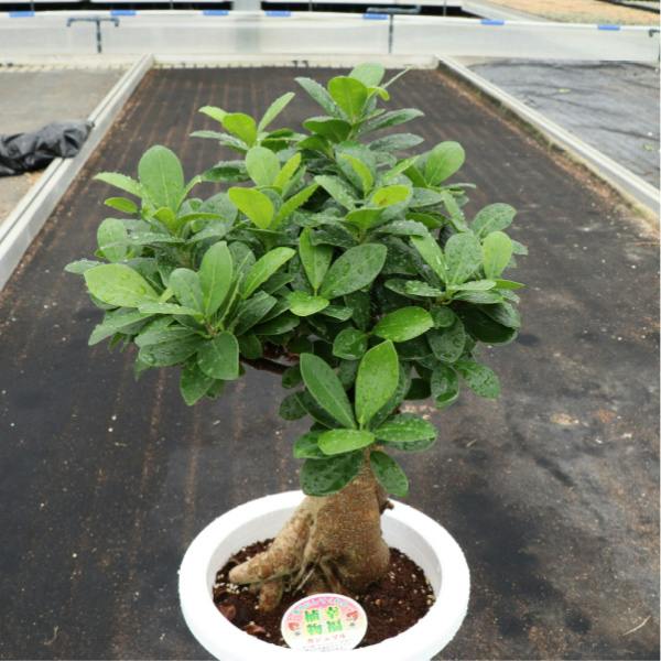 ガジュマルの木 66cm ガジュマル 6号3個セット 観葉植物 幸福の木 多幸の木 金のなる木