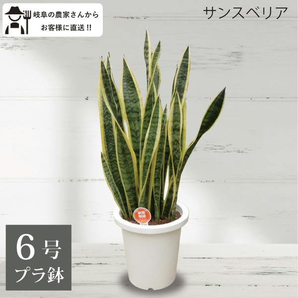 サンスベリア トラノオ 6号 2個セット 観葉植物 サンセベリア 空気清浄