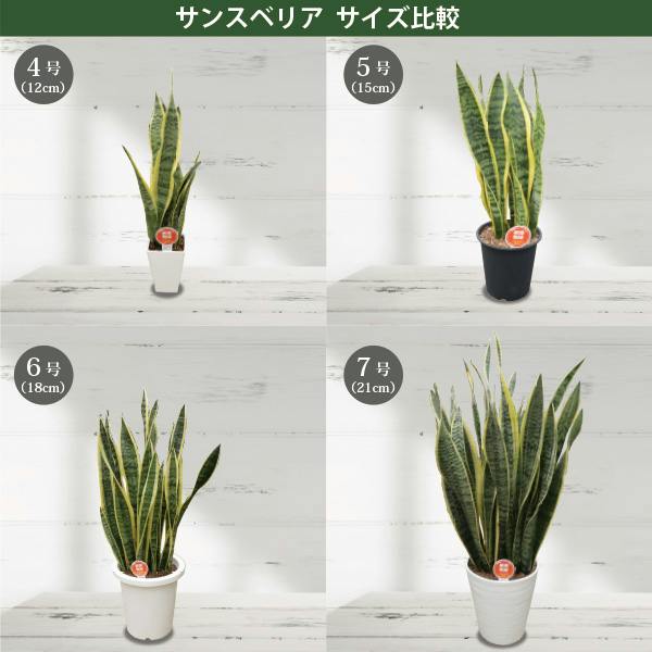サンスベリア トラノオ 5号 3個セット 観葉植物 サンセベリア 空気清浄
