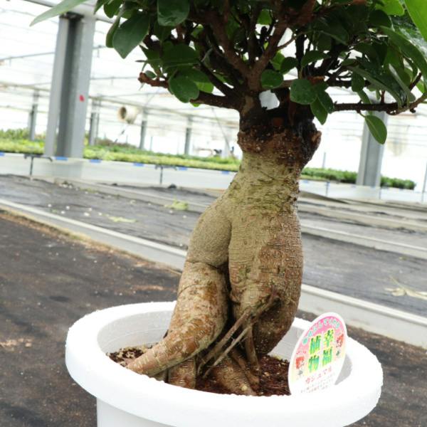 ガジュマル 7号3個セット 観葉植物 幸福の木 多幸の木 金のなる木