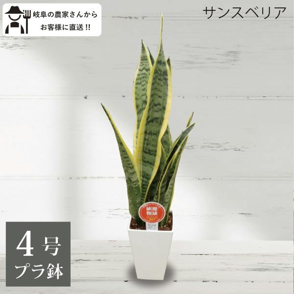 サンスベリア 四点セット サンスベリア トラノオ 4号 2 個セット 観葉植物 サンセベリア 空気
