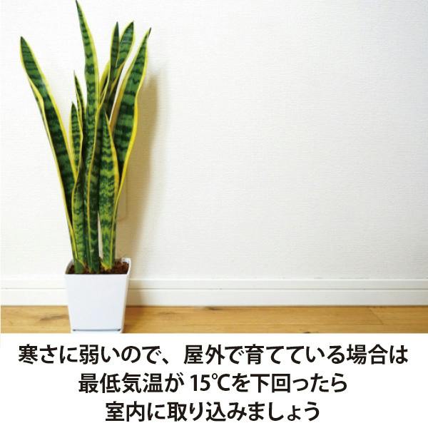 サンスベリア トラノオ 4号 2 個セット 観葉植物 サンセベリア 空気