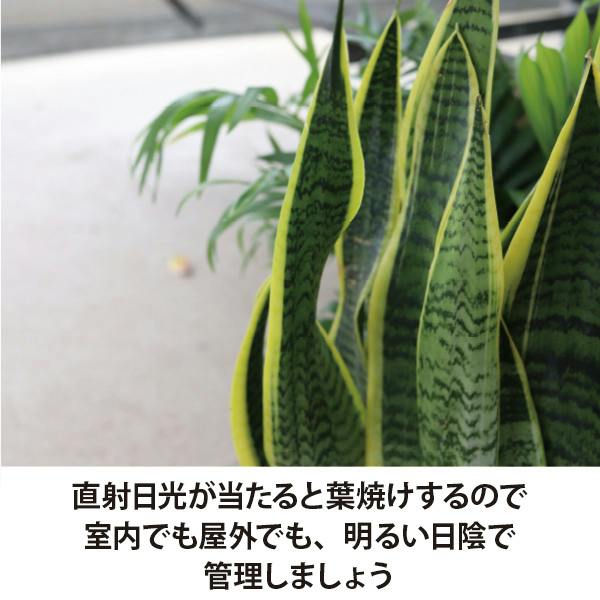 サンスベリア トラノオ 4号 2 個セット 観葉植物 サンセベリア 空気