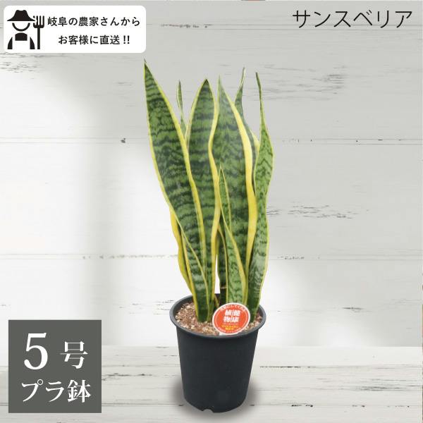 サンスベリア トラノオ 5号 5個セット 観葉植物 サンセベリア 空気清浄
