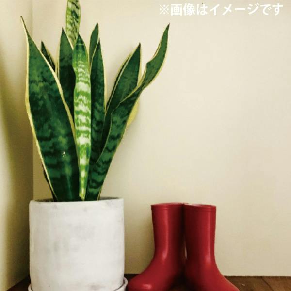 サンスベリア トラノオ 6号 3個セット 観葉植物 サンセベリア 空気清浄