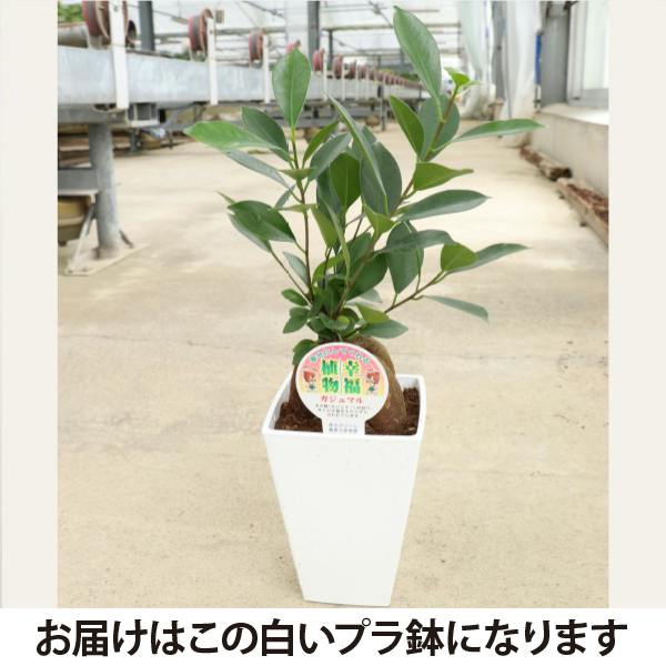 ガジュマル 4号 3個セット 観葉植物 幸福の木 多幸の木 金のなる木
