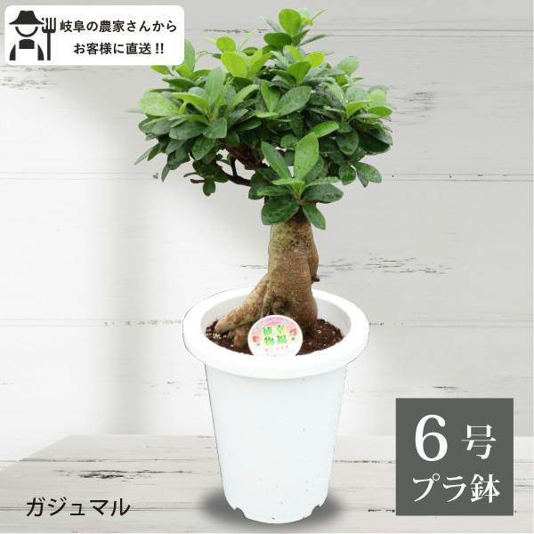 ガジュマル 6号5個セット 観葉植物 幸福の木 多幸の木 金のなる木