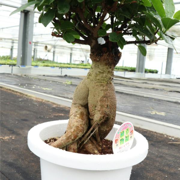 ガジュマル 6号5個セット 観葉植物 幸福の木 多幸の木 金のなる木