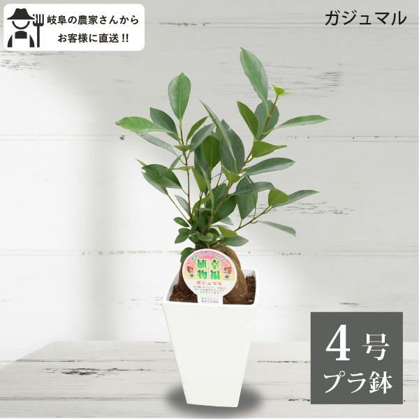 ガジュマルの木 55cm ガジュマル 4号 5個セット 観葉植物 幸福の木 多幸の木 金のなる木