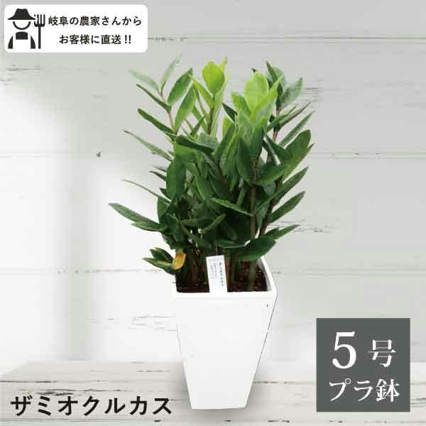 ザミオクルカス 5号鉢 4個セット 観葉植物 シンプルモダン カッコいい