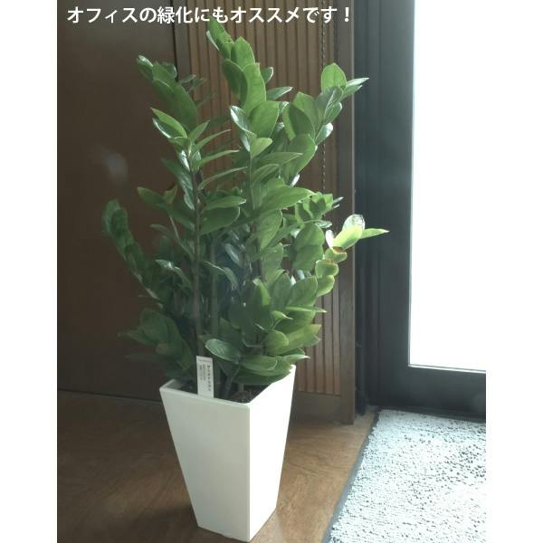ザミオクルカス 5号鉢 4個セット 観葉植物 シンプルモダン カッコいい