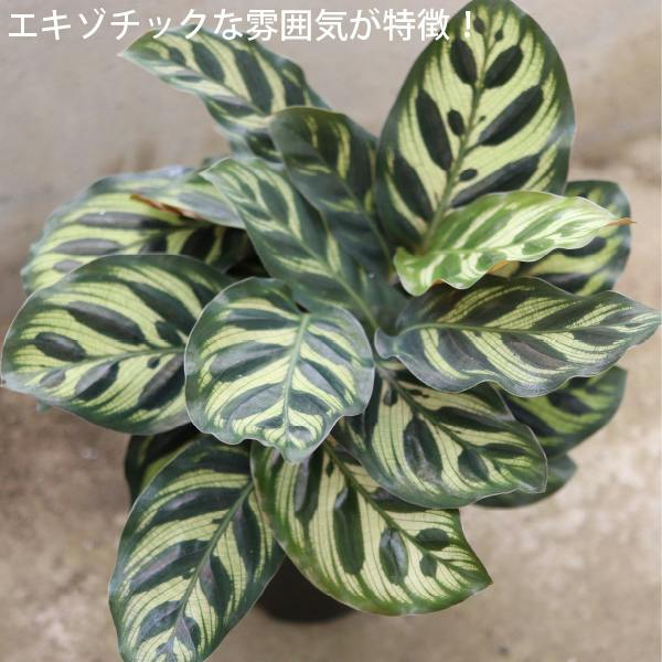 カラテア・マコヤナ 5号鉢 5個セット 観葉植物 カラーリーフ カフェ