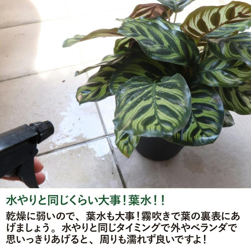 カラテア・マコヤナ 5号鉢 5個セット 観葉植物 カラーリーフ カフェ
