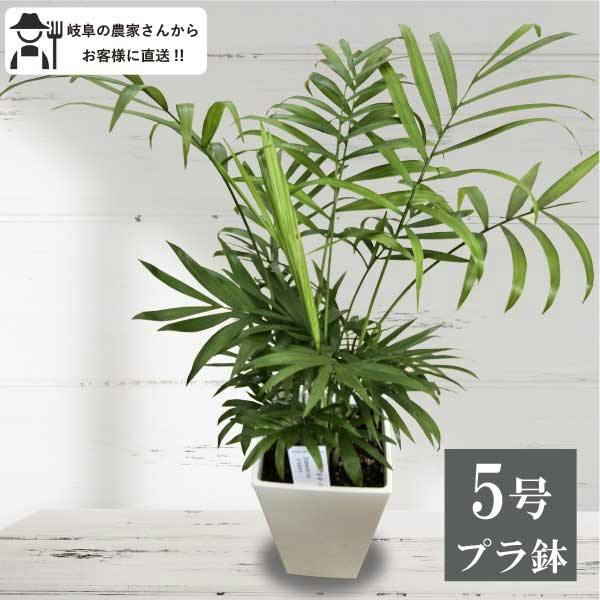 テーブルヤシ 5号 1個セット ヤシ 観葉植物 室内 オフィス 南国風