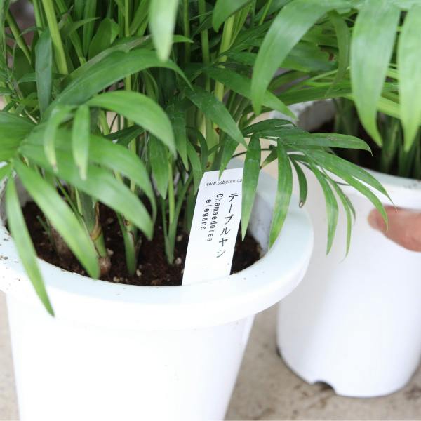 4【テーブルヤシ 約200cm】超大型観葉植物｜南国リゾート｜ テーブルヤシ 5号 1個セット ヤシ 観葉植物 室内 オフィス 南国風