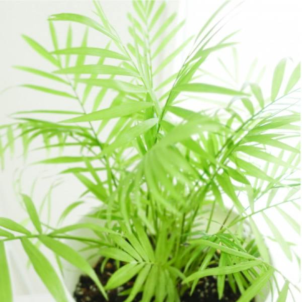 テーブルヤシ 5号 1個セット ヤシ 観葉植物 室内 オフィス 南国風