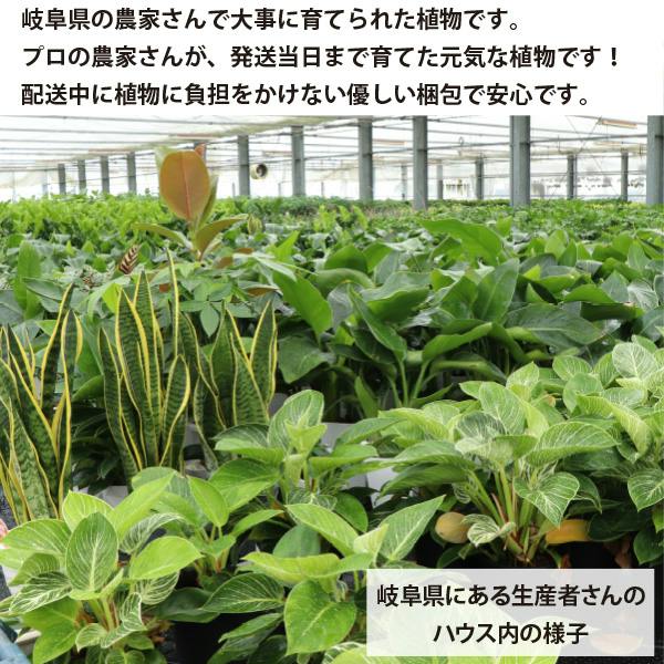 テーブルヤシ 5号 5個セット ヤシ 観葉植物 室内 オフィス 南国風