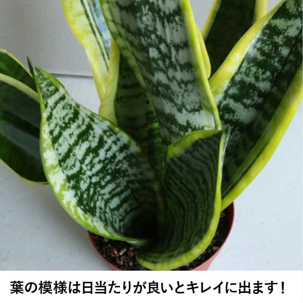 サンスベリア 陶器鉢セット インテリアグリーン ギフトにも 送料無料