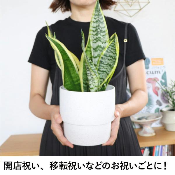 サンスベリア 陶器鉢セット インテリアグリーン ギフトにも 送料無料