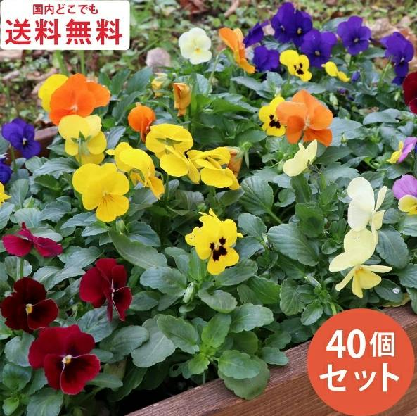 ビオラ 花苗 カラーミックス 花あり 40個 セット (3号 9cmポット) 一年
