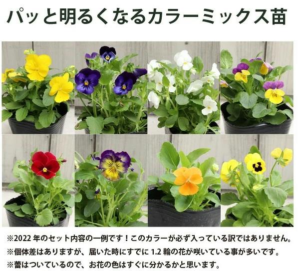 ビオラ 花苗 カラーミックス 花あり 40個 セット (3号 9cmポット) 一年