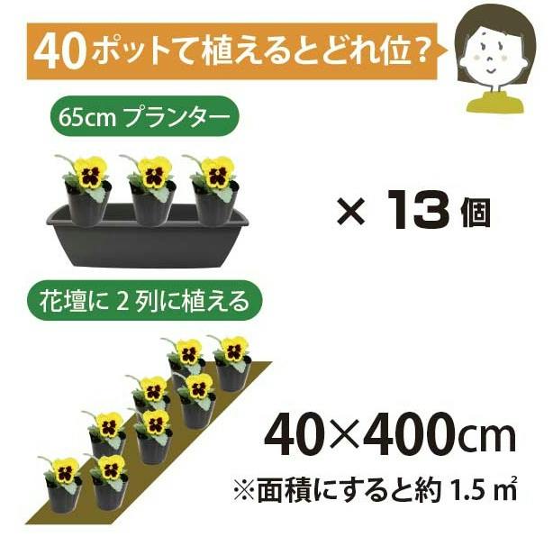 ビオラ 花苗 カラーミックス 花あり 40個 セット (3号 9cmポット) 一年