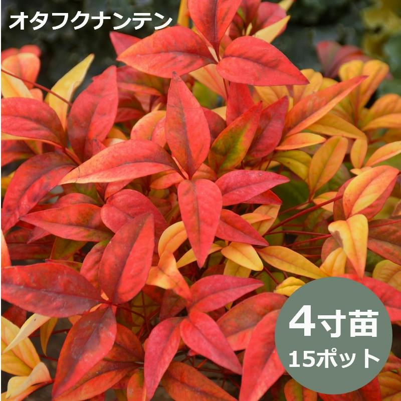 オタフクナンテン 苗 12cmポット(4寸) 15個 セット 紅葉 お多福南天
