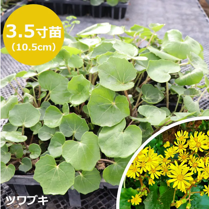 ツワブキ 石蕗 苗 40個 セット (3.5号 10.5cmポット)和風 日陰 シェードガーデン ローメンテナンス 常緑 多年草 グランドカバー 下草 大量 まとめ買い 外構 庭 玄関 アプローチ