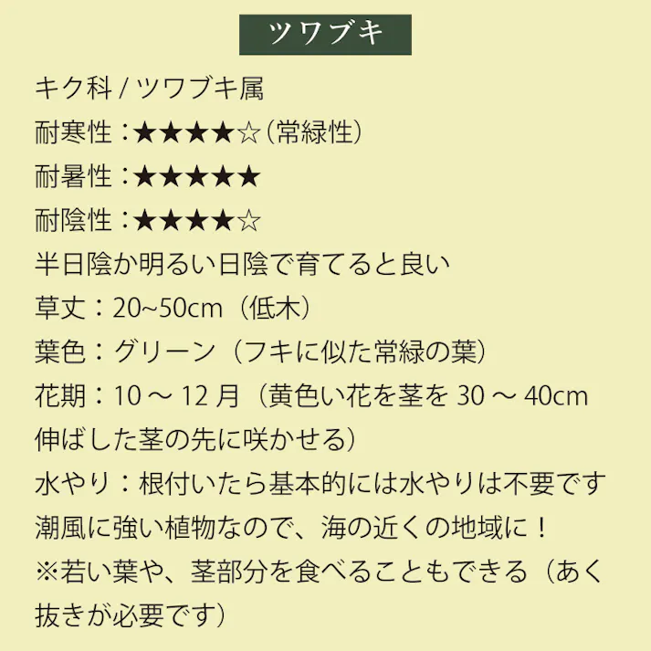 ツワブキ 石蕗 苗 40個 セット (3.5号 10.5cmポット)和風 日陰 シェードガーデン ローメンテナンス 常緑 多年草 グランドカバー 下草 大量 まとめ買い 外構 庭 玄関 アプローチ