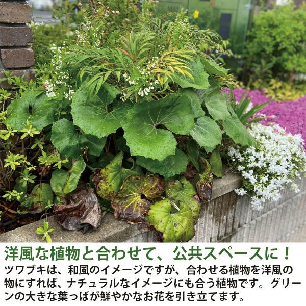 ツワブキ 石蕗 苗 40個 セット (3.5号 10.5cmポット)和風 日陰