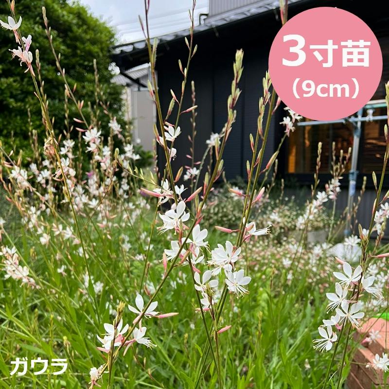 【完売御礼】ガウラ 花付き 大 苗 ハクチョウ草 白蝶草 白 苗 宿根草 多年草 ガウラ 白蝶草 ハクチョウソウ 5個セット 3寸苗（9cmポット） 宿根草