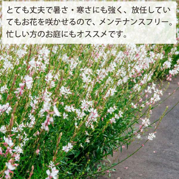 ガウラ 白蝶草 ハクチョウソウ 5個セット 3寸苗（9cmポット） 宿根草