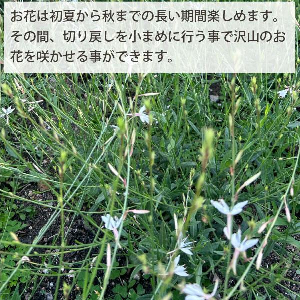 ガウラ 白蝶草 ハクチョウソウ 5個セット 3寸苗（9cmポット） 宿根草