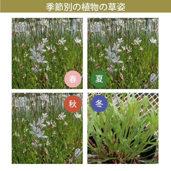 ガウラ 白蝶草 ハクチョウソウ 30個セット 3寸苗（9cmポット） 宿根草
