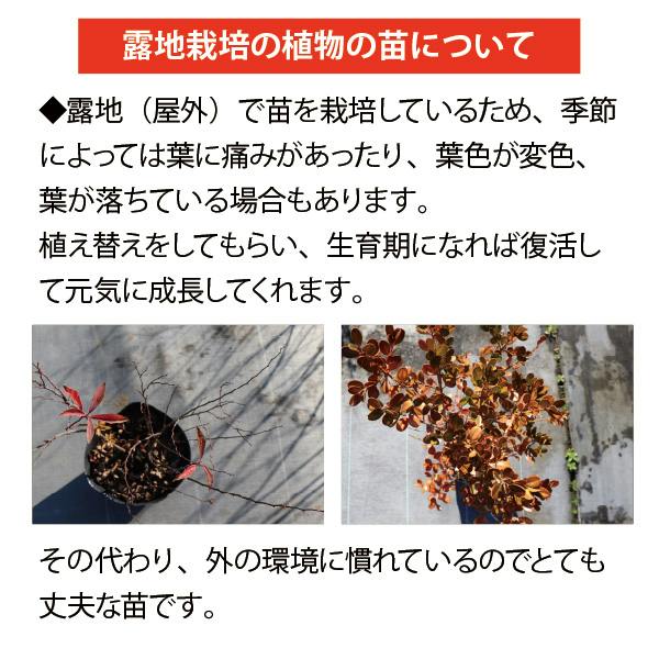 フッキソウ 富貴草 グランドカバー 苗 30個 セット (3号 9cmポット