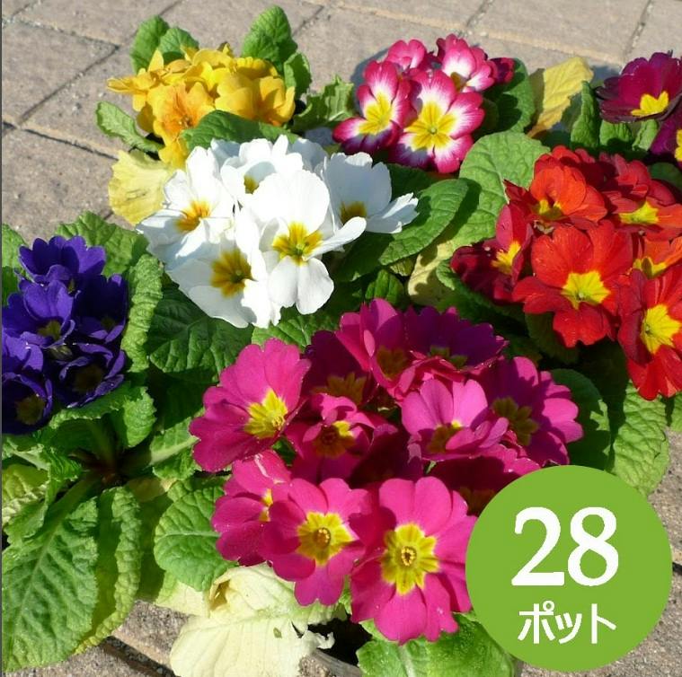 プリムラジュリアン | 花＆グリーン 通販 | ホームセンターのカインズ