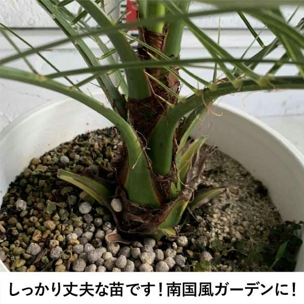 生産者直送］カナリーヤシ 樹高約0.6-0.8m フェニックス・カナリー